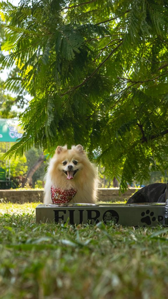 euro-animal-dog